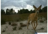 Burgerwetenschapsproject ‘Snapshot Hoge Veluwe’ genomineerd voor European Excellence Award