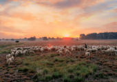 Veluwe populairste vakantiebestemming 2019